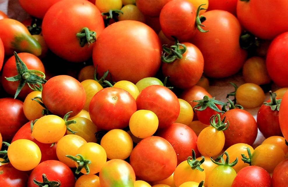 Etalage de tomates
