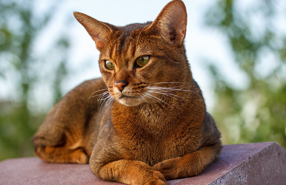 Top 10 Des Races De Chats Qui Cohabitent Parfaitement Avec Les Chiens Depuis Mon Hamac