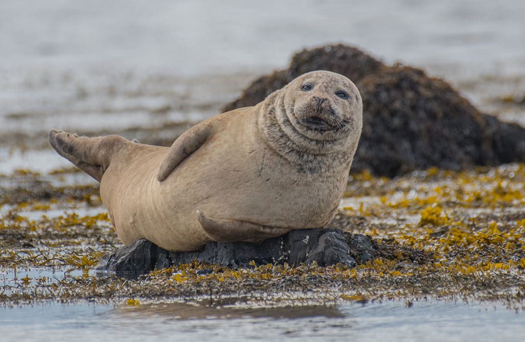 Phoque sur une plage