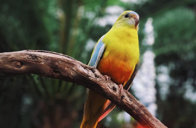 7 Magnifiques Oiseaux Exotiques à Avoir Chez Soi Depuis