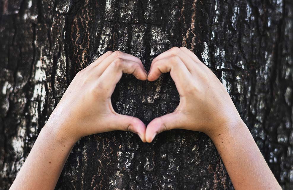 Mains en forme de coeur devant un tronc d'arbre