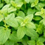 lemonbalm