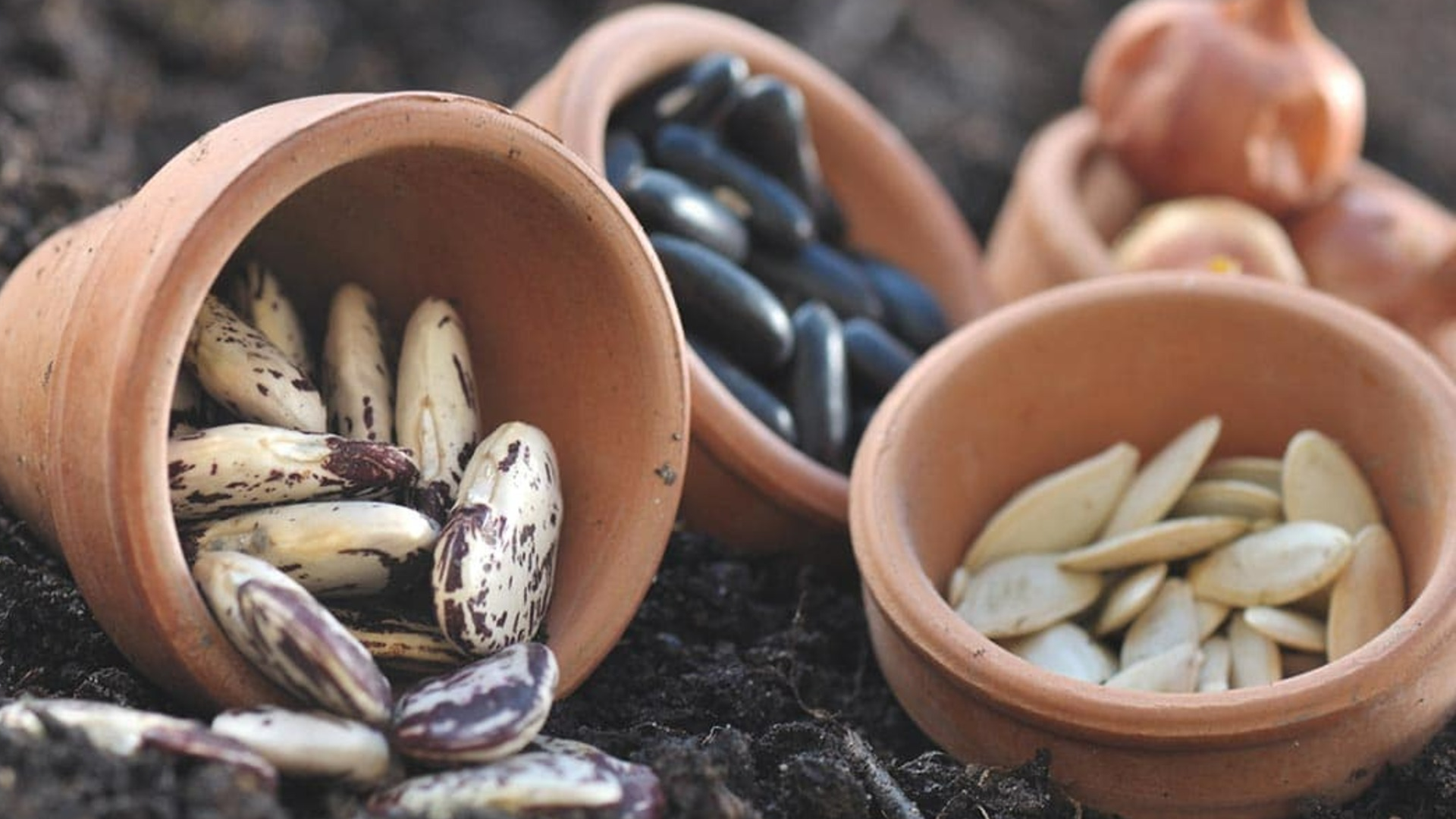 Comment reproduire et conserver vos semences de tournesol