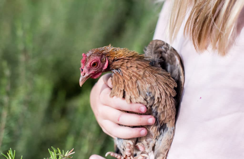 La poule, votre nouvel animal de compagnie