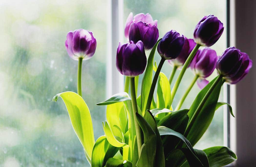 Bouquet de tulipes violettes devant une fenêtre