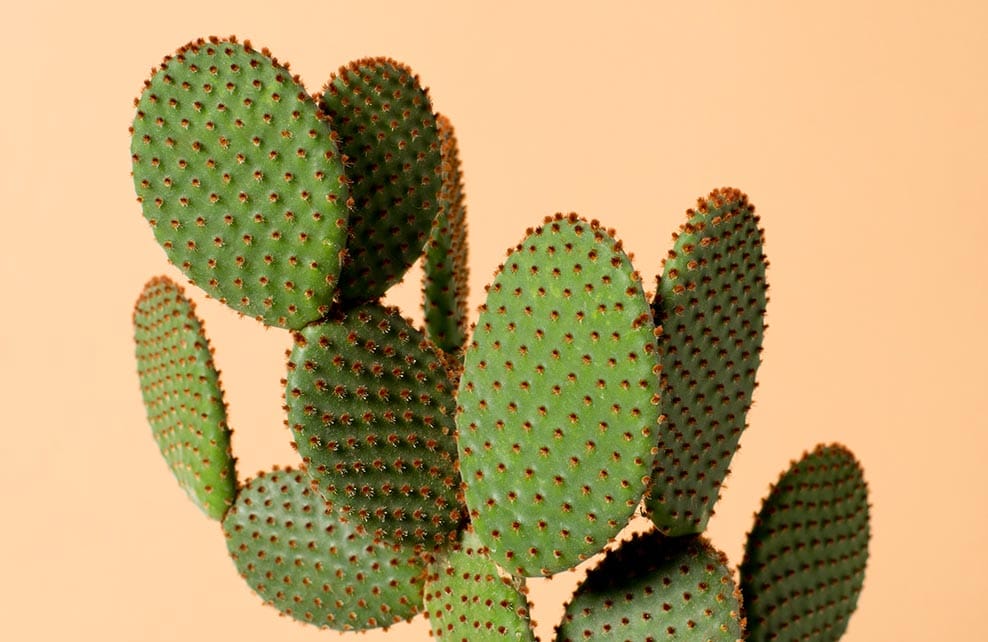 Cactus en gros plan sur fond beige