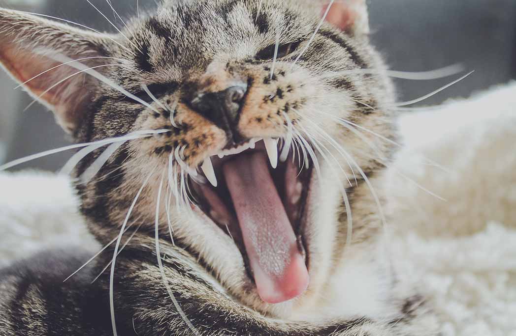 Les 9 photos de chats les plus drôles repérées sur Instagram
