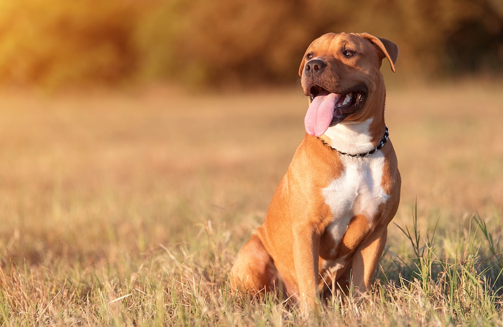 Portrait d'un American Staffordshire Terrier dans un parc