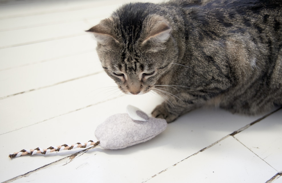 Diy Mon Jouet Pour Chat Depuis Mon Hamac