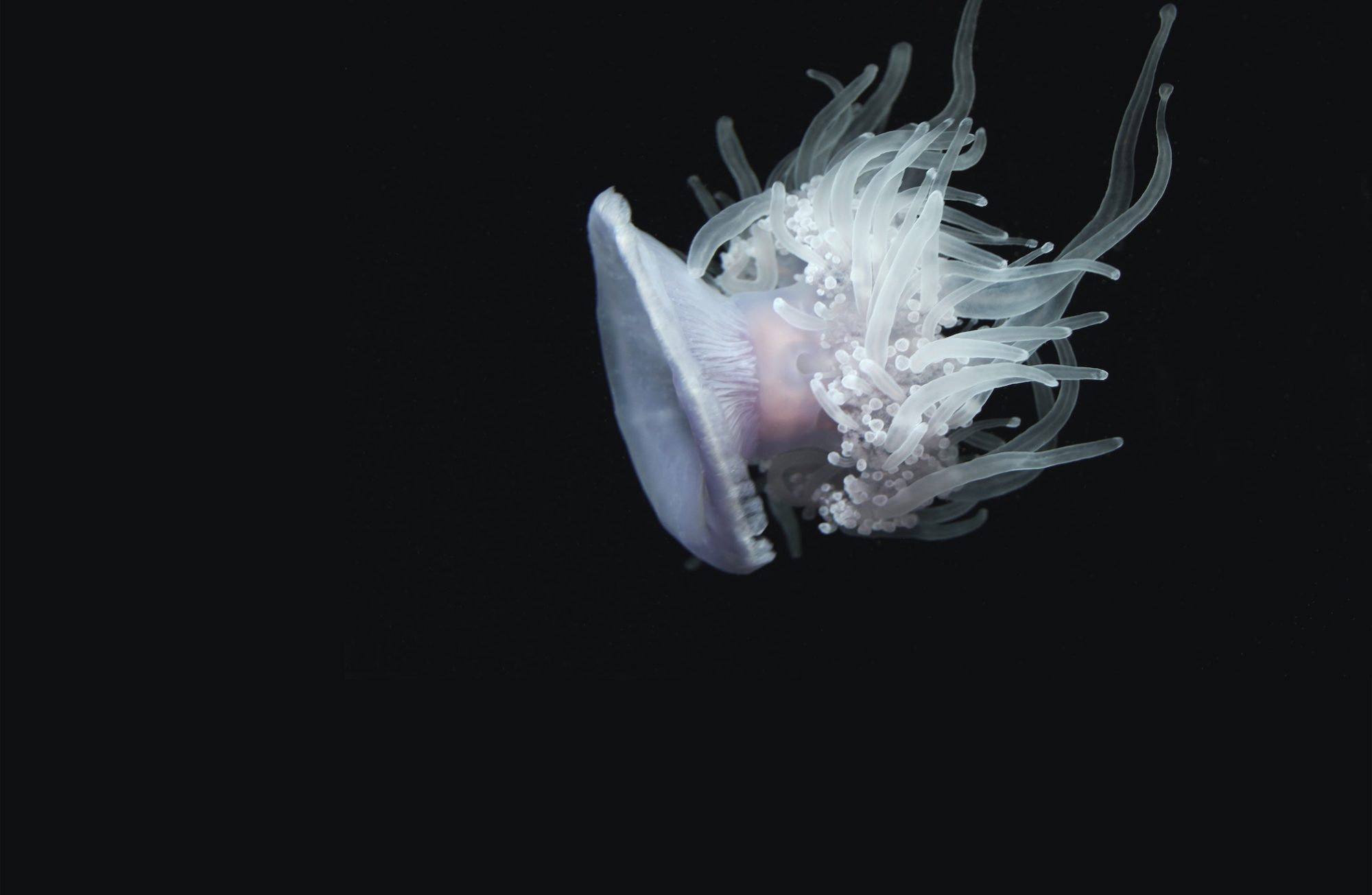 Méduse translucide dans l'eau