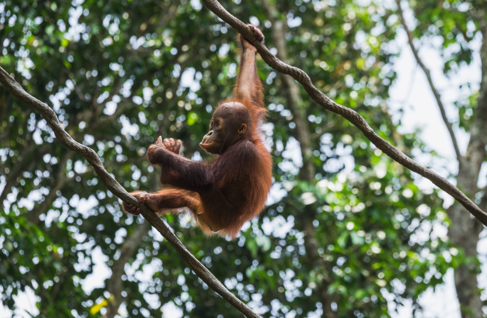 Bébé orang-outan dans un arbre suspendu à des branches