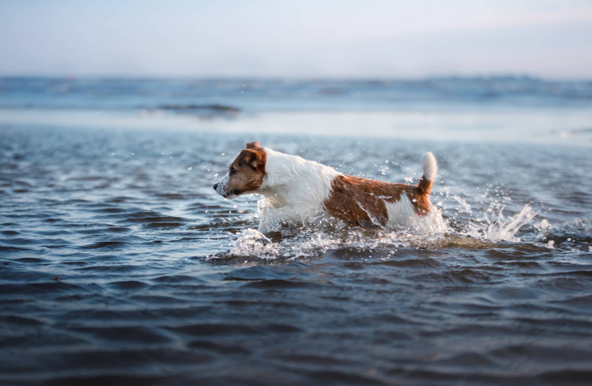 Petit chien sautant dans les vagues