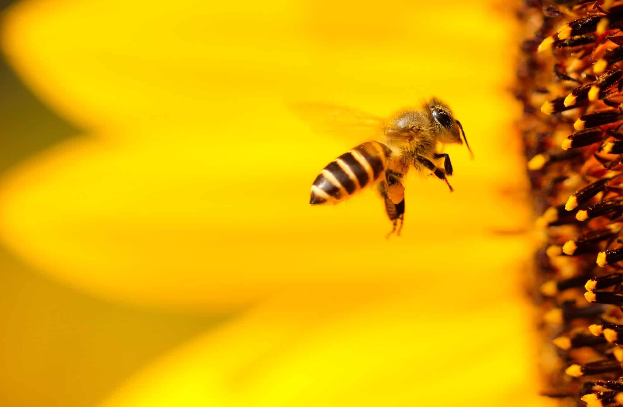 L’apithérapie : se soigner grâce aux produits de la ruche