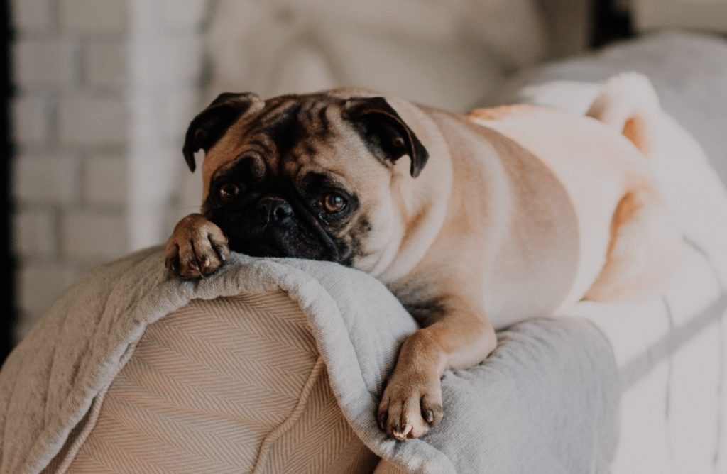 Chien allongé sur un canapé