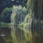 nature-water-garden-trees