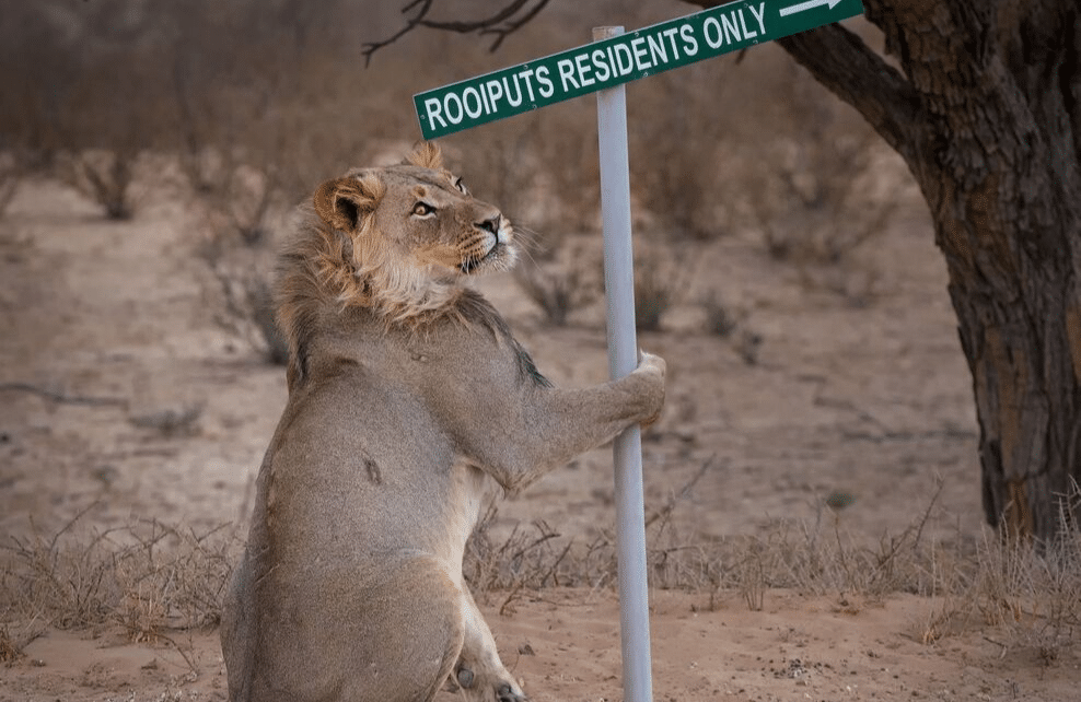 Les 15 photos les plus drôles du Comedy Wildlife - Depuis mon hamac