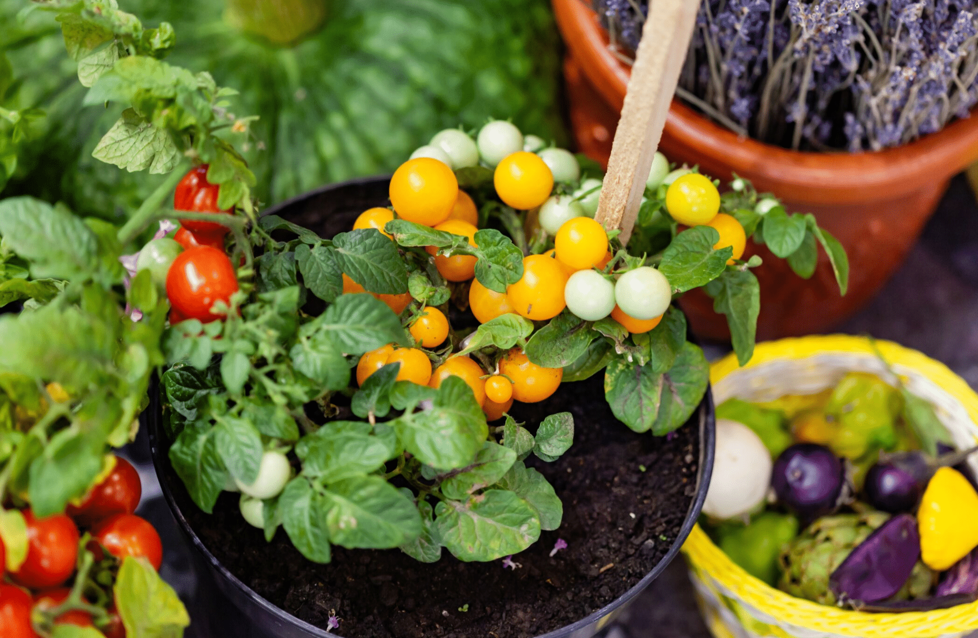 Top 10 des légumes faciles à cultiver en pot sur un balcon