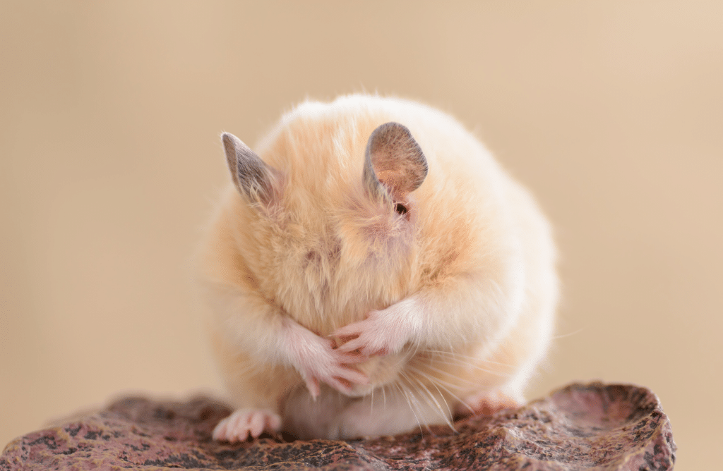 8 idées reçues sur les hamsters