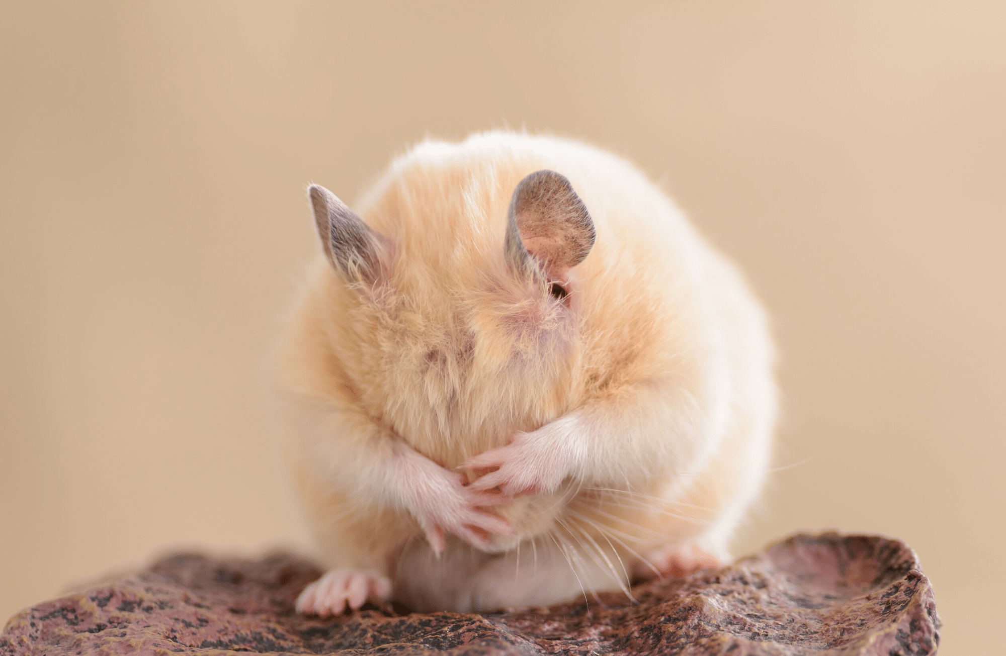 Un petit hamster qui se nettoie le visage