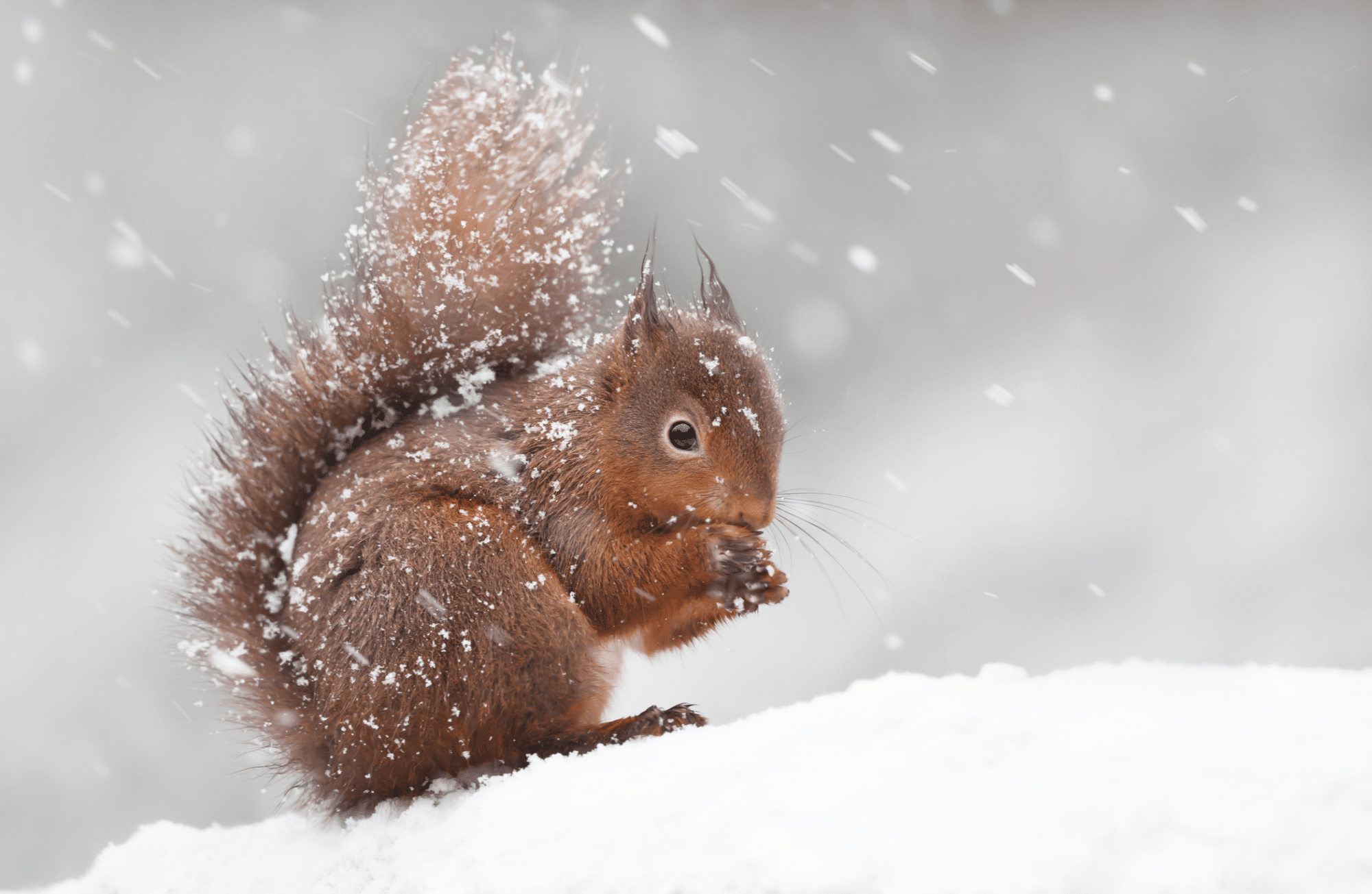 7 stratégies adoptées par les animaux pour survivre en hiver