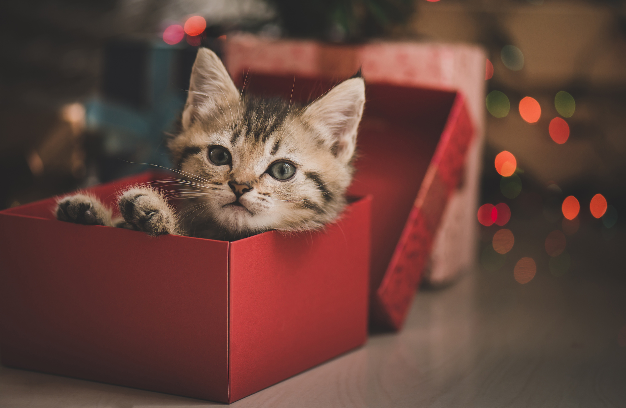 Cadeau Chat : des Idées Originales pour Gâter votre Animal - Idées Box