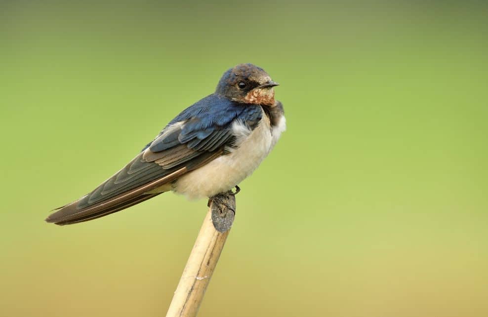 7 Oiseaux Qui Annoncent L Arrivee Du Printemps Depuis Mon Hamac