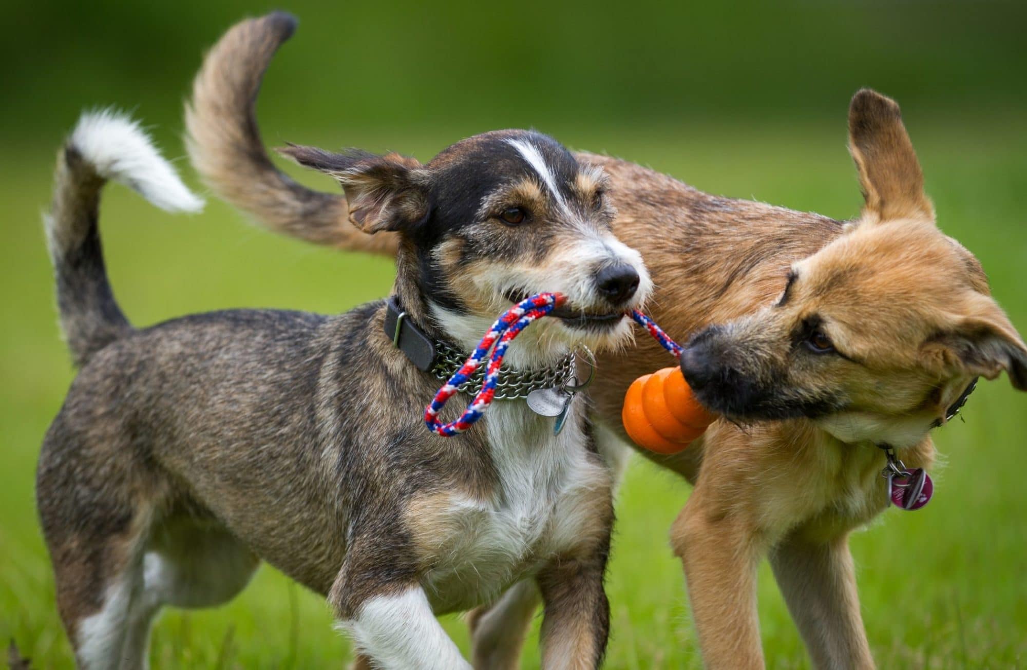 6 conseils pour habituer votre chien aux parcs canins en douceur