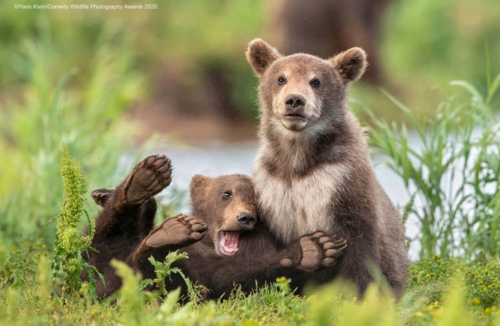 Comedy Wildlife Photography Awards 2020 : Les 15 photos d’animaux les plus fun !