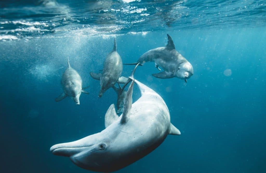 6 fun facts que vous ne saviez pas sur les dauphins