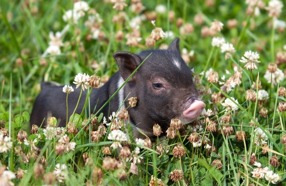 8 idées d'aménagement d'enclos extérieur pour lapin nain - Depuis mon hamac