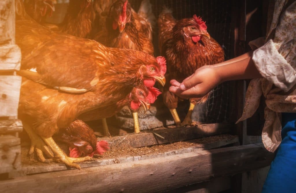 12 aliments toxiques pour les poules