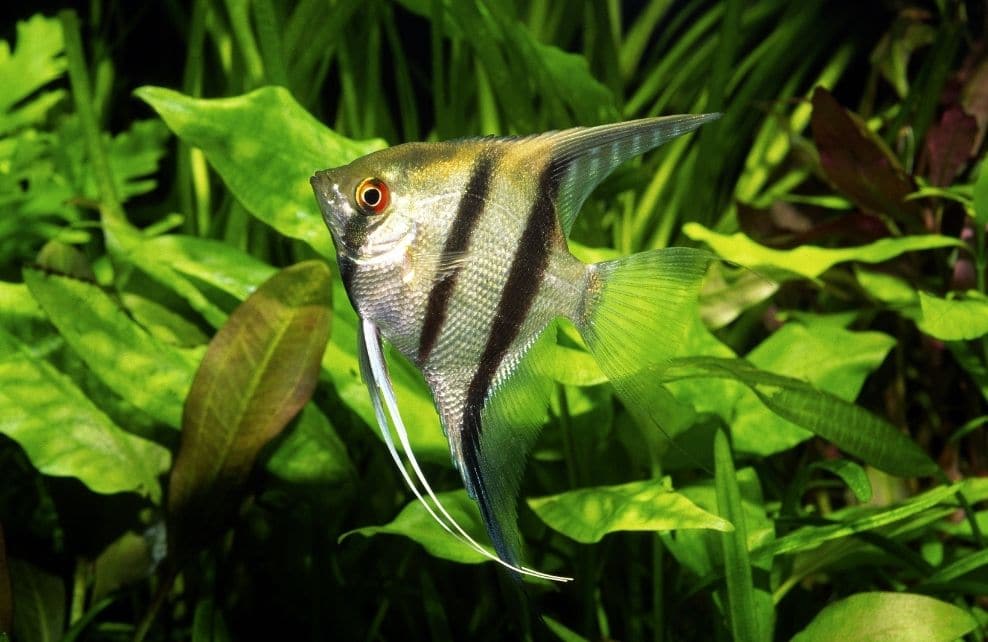 Top 6 Des Plus Beaux Poissons Pour Aquarium Depuis Mon Hamac