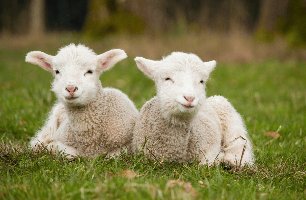5-bonnes-raisons-d-adopter-un-mouton