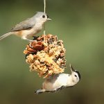 Birds On A Suet Feeder