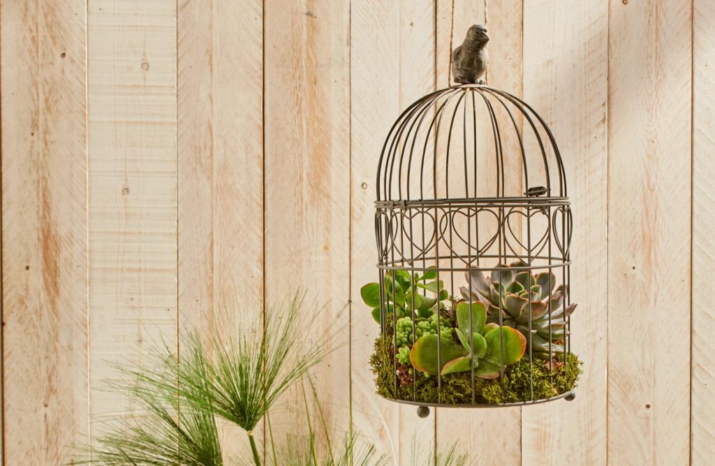 Recycler une cage à oiseaux en pot suspendu pour plantes succulentes