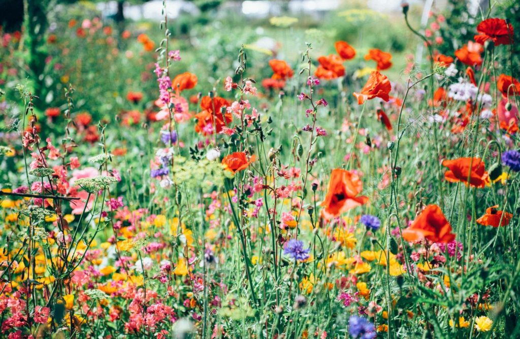 5 raisons de laisser les fleurs sauvages s'installer au jardin - Depuis mon  hamac