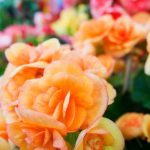 Orange begonia flowers in the garden