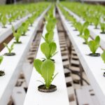 Hydroponic vegetable plantation