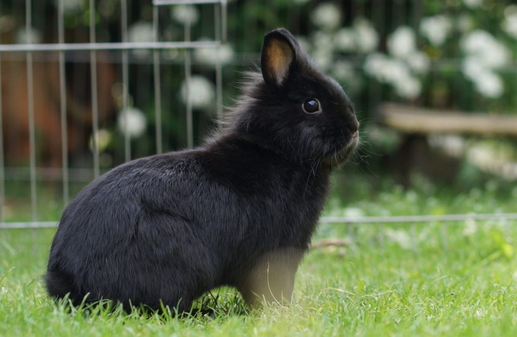 8 idées d’aménagement d’enclos extérieur pour lapin nain