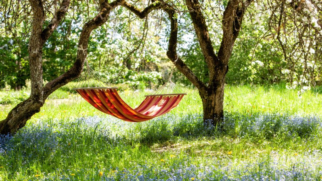 Top 10 des arbres à planter pour créer de l’ombre dans son jardin