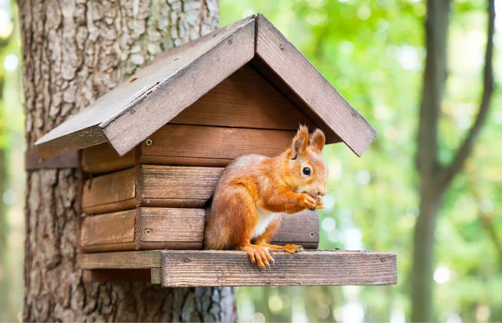 7 astuces pour attirer un écureuil dans son jardin - Depuis mon hamac