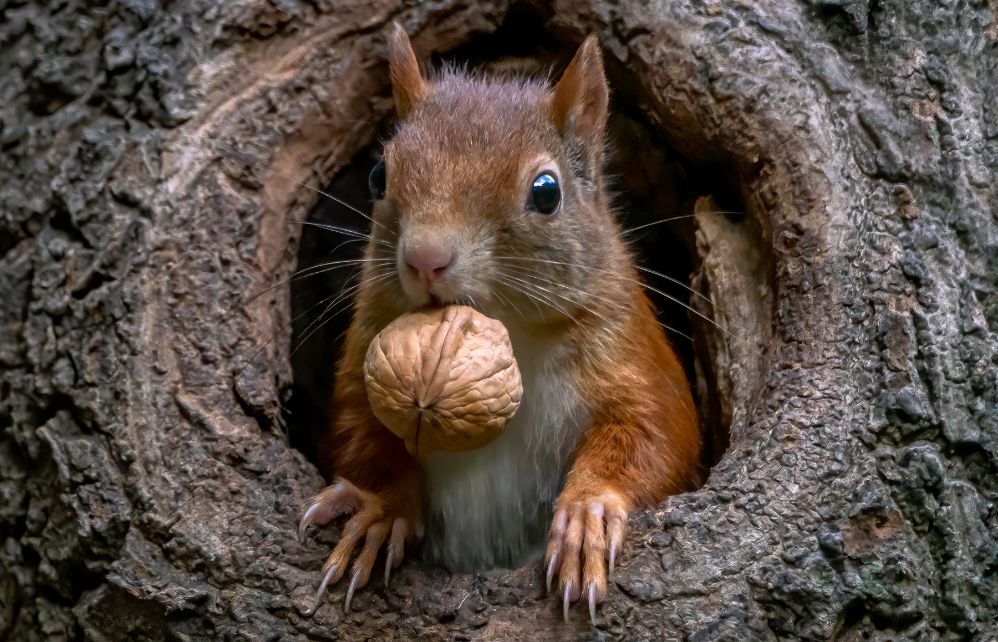 Nourriture pour écureuils - Gardenclick