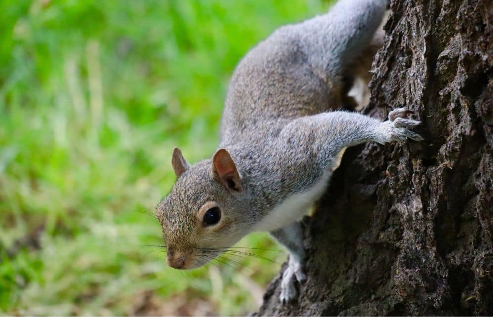 Comment éloigner les écureuils gris de votre maison