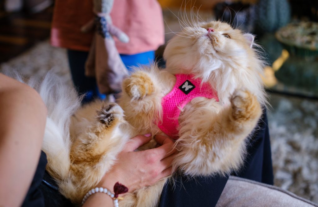 Martin, la marque au papillon préférée des chiens et des chats