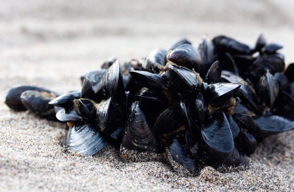 Que faire des coquilles de moules ?