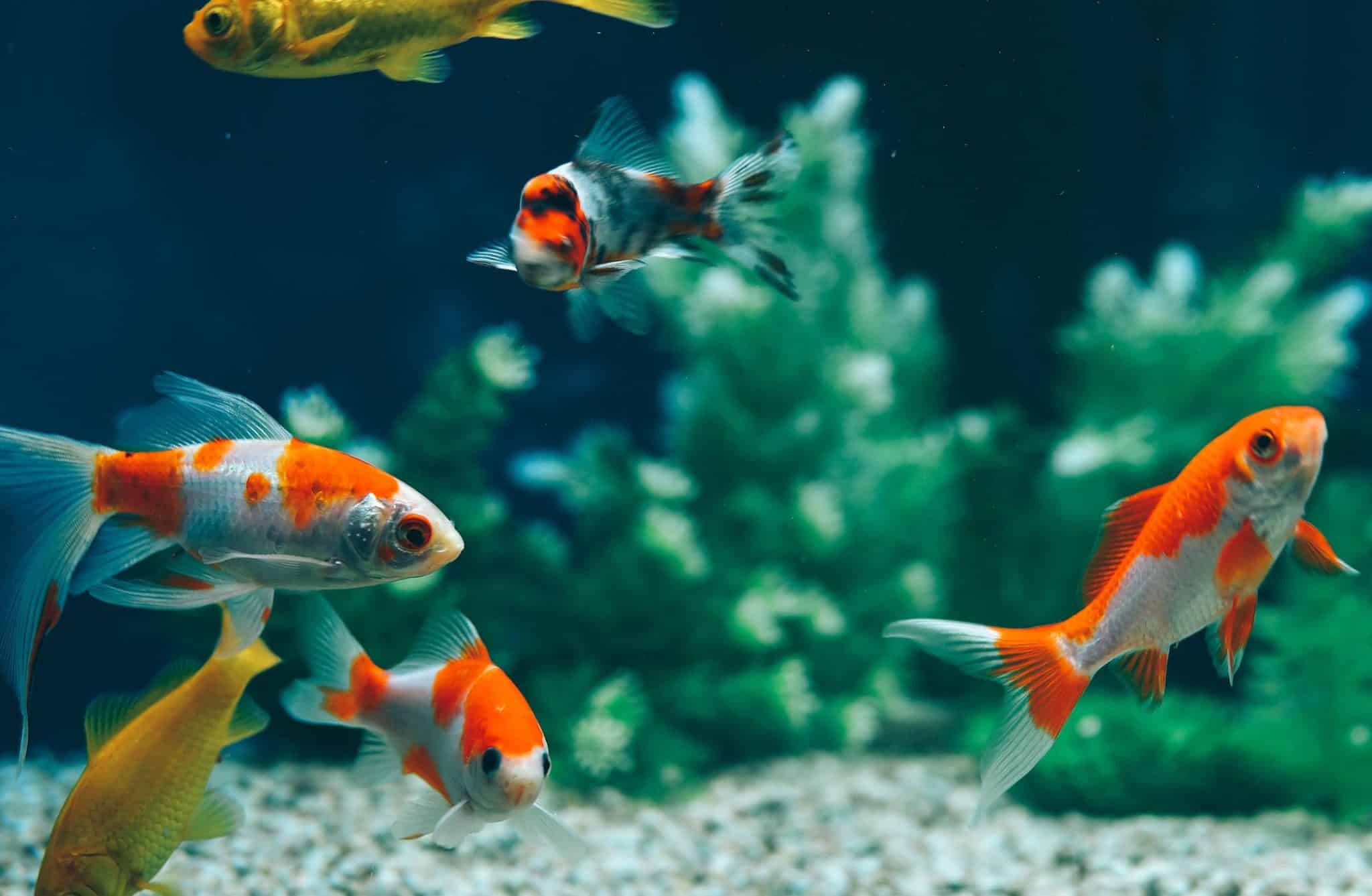6 faits surprenants sur les poissons d'aquarium ! - Depuis mon hamac