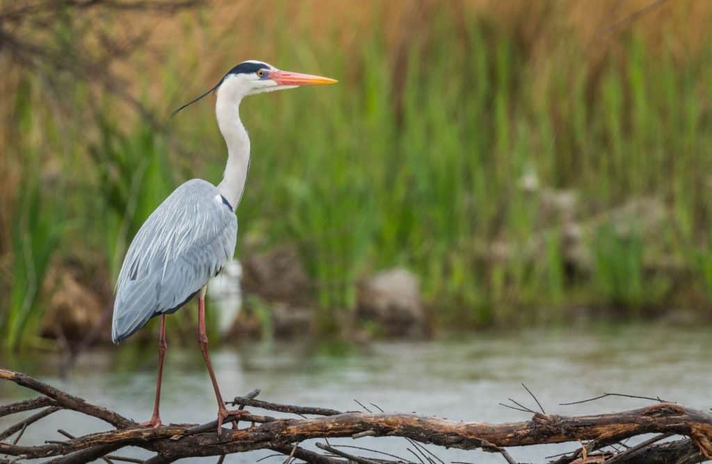 5 faits insolites sur le héron cendré