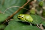 green tree frog