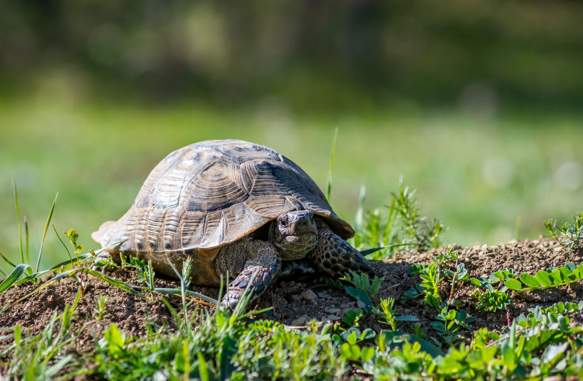 5 choses que vous ne soupçonniez pas sur la tortue de terre - Depuis mon  hamac