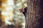 image d’ouvertureTop 8 des animaux qui habitent dans nos arbres .jpg